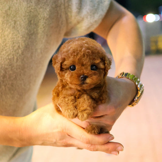 Poodle - Tina (Female) $3200