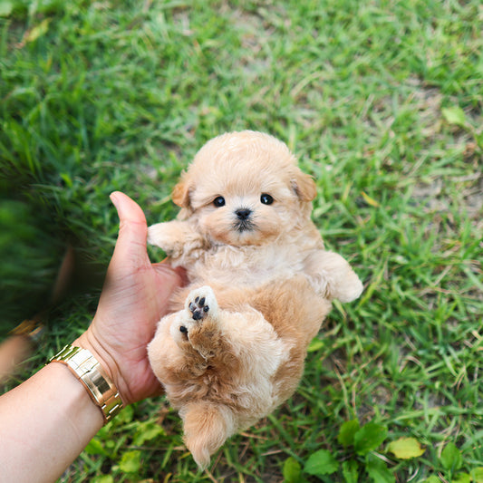 Maltipoo - Ago (Macho)