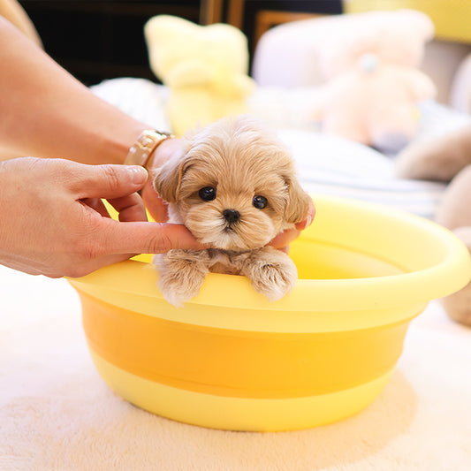 Maltipoo - Bana (Male) $2200