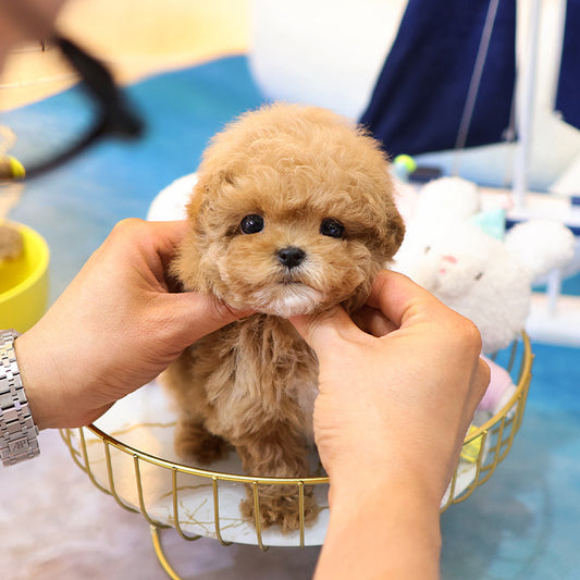 Maltipoo - Gwaja (Female) $2500