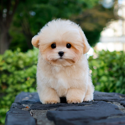 Maltipoo - MONGMU (Male)