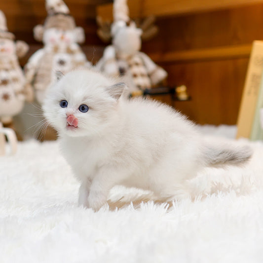 Ragdoll - Karina (Male)