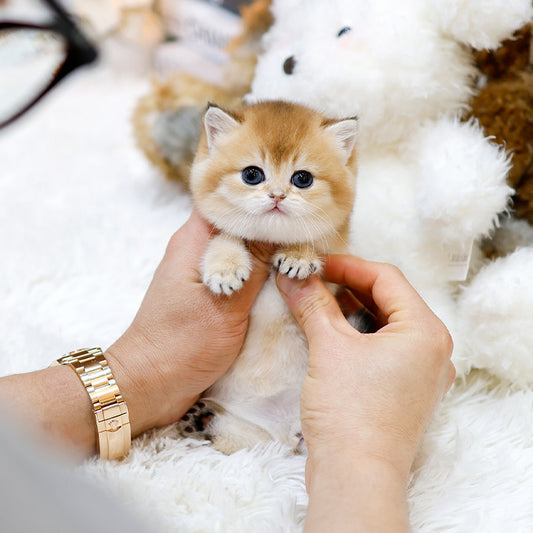 British Shorthair - Dongsun (Female)