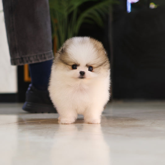 Pomeranian - Rami (Female) $3500