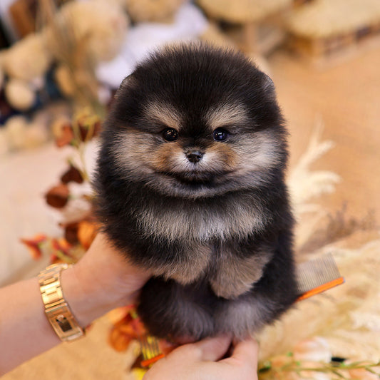 Pomeranian -Bugak (Male) $3400