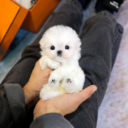 Maltese - Gureum (Female) $5000