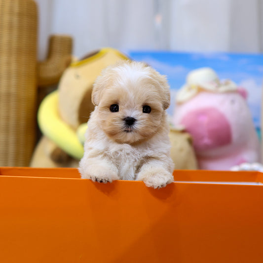 Maltipoo - Bou (Female) $4200