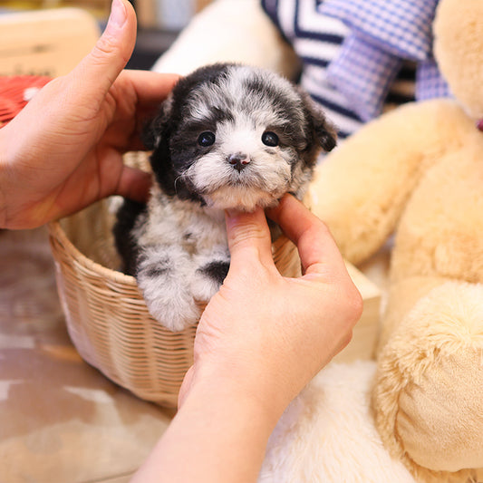 Poodle - DIdi (Male)