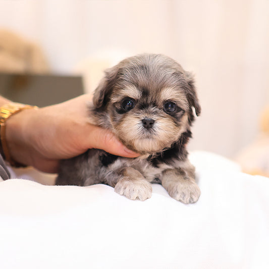 Maltipoo - Nunu (Female)