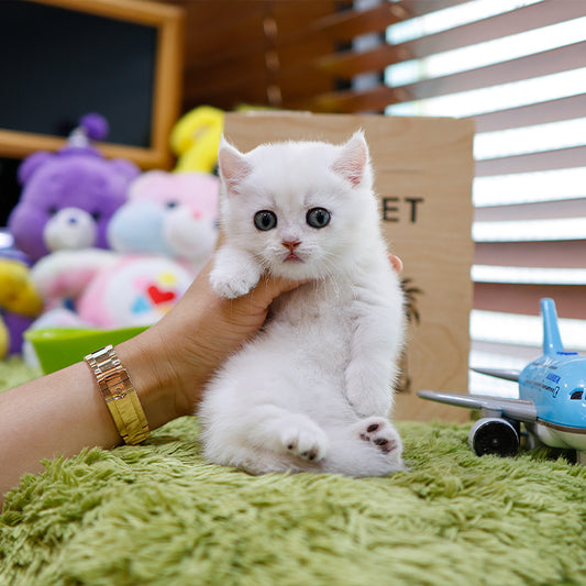 Munchkin - Dori (Male)