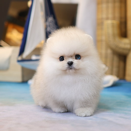 Pomeranian - Kkucha (Male) $4500