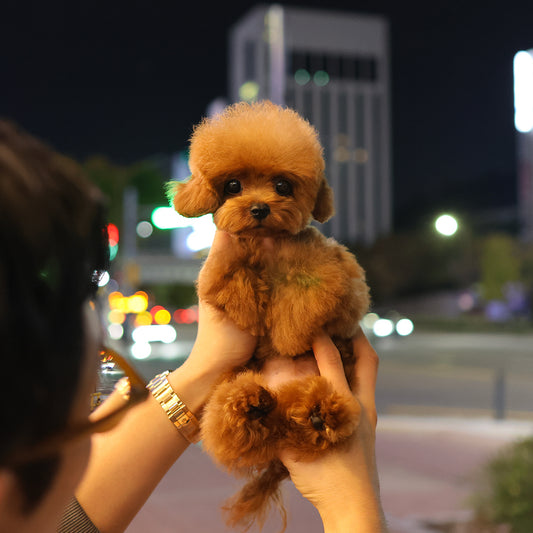 Poodle - Kkoma (Female) $3000