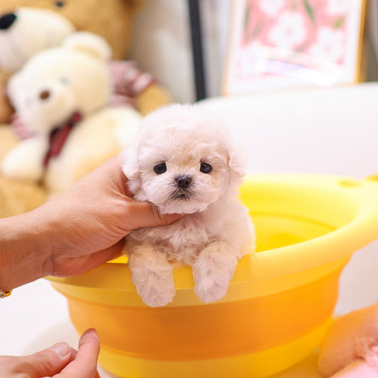 Bichonfrise - Hachi (Male) $2800