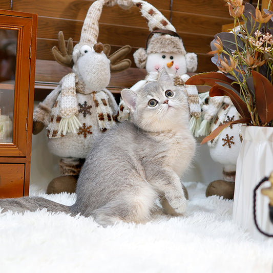 British Shorthair - Syuga (Female)