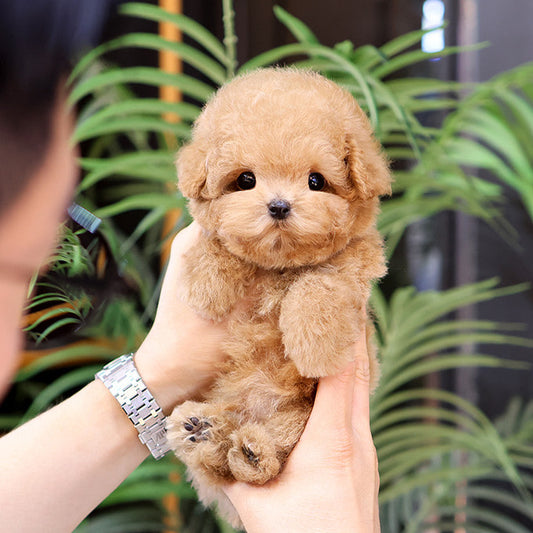 Poodle - Hobak (Male) $3200