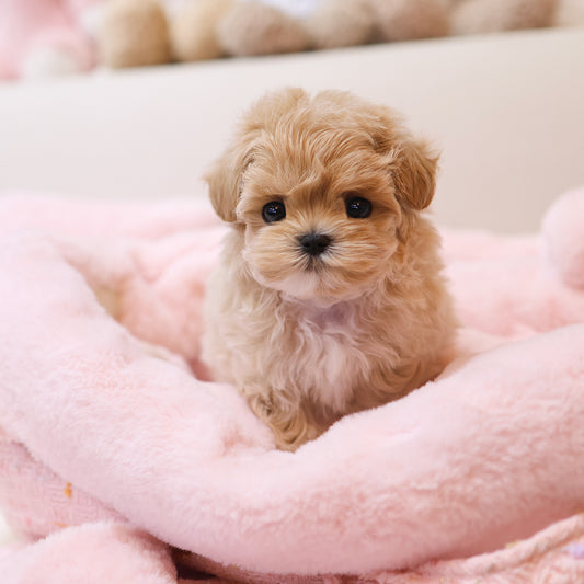 Maltipoo - Arang (Female)