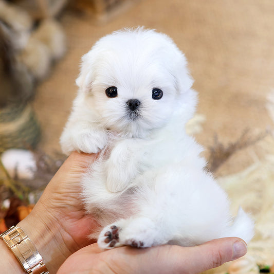 Maltese- Ttoni (Female) $3700