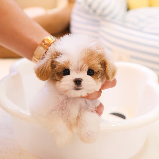 Maltipoo - Lulu (Female) $2700