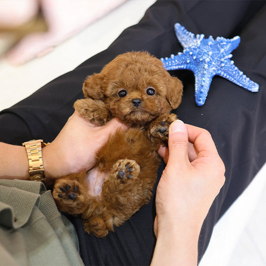 Poodle - Kuri (Male)