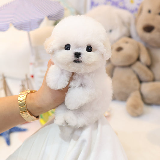 BichonFrise - Jjongjjong (Female)