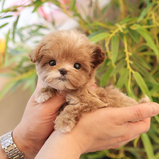Maltipoo - Cherry (Female)