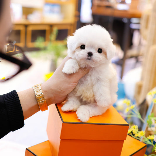Maltese - Danny (Male)