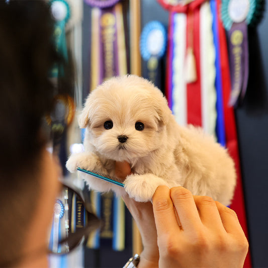 Maltipoo - Daengdaeng (Male)