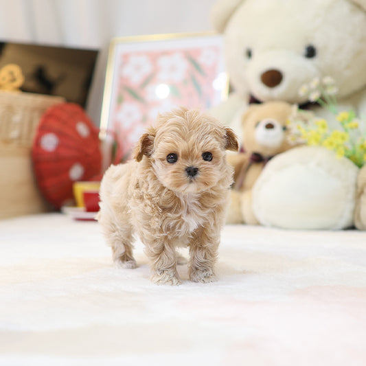 Maltipoo - Mippo (Female)