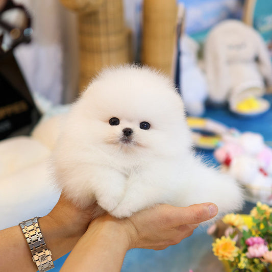 Pomeranian - Kaendi (Male)
