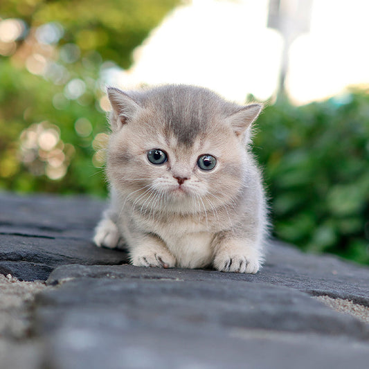 Munchkin - Sinamo (Female)