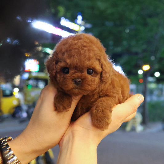 Poodle - Luan (Female) $4000