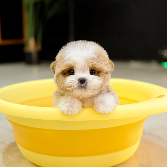 Maltipoo - Beobeul (Male) $5500