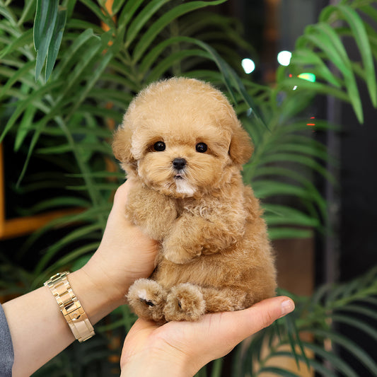 Poodle - Rein (Female) $5200