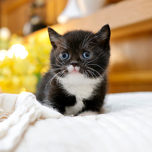 Munchkin - Gao (Male)