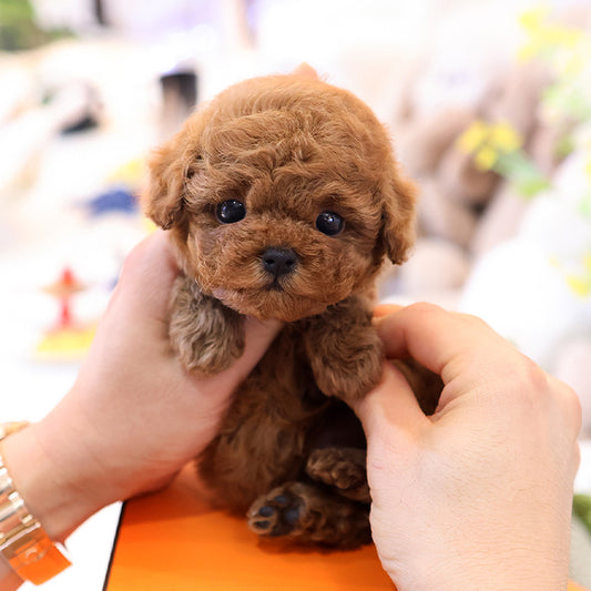 Poodle - Sepin (Female)