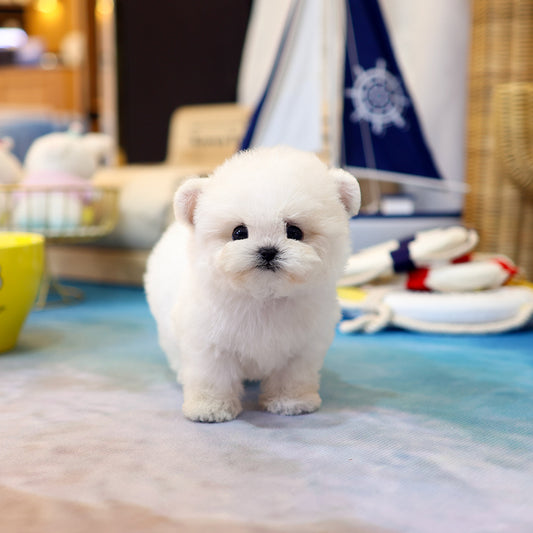 Bichinfrise - Arong (Female) $5200