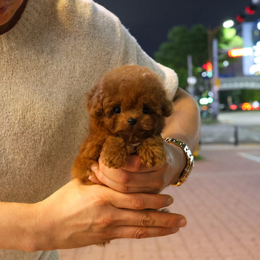 Poodle - Kukeu (Female) $4000