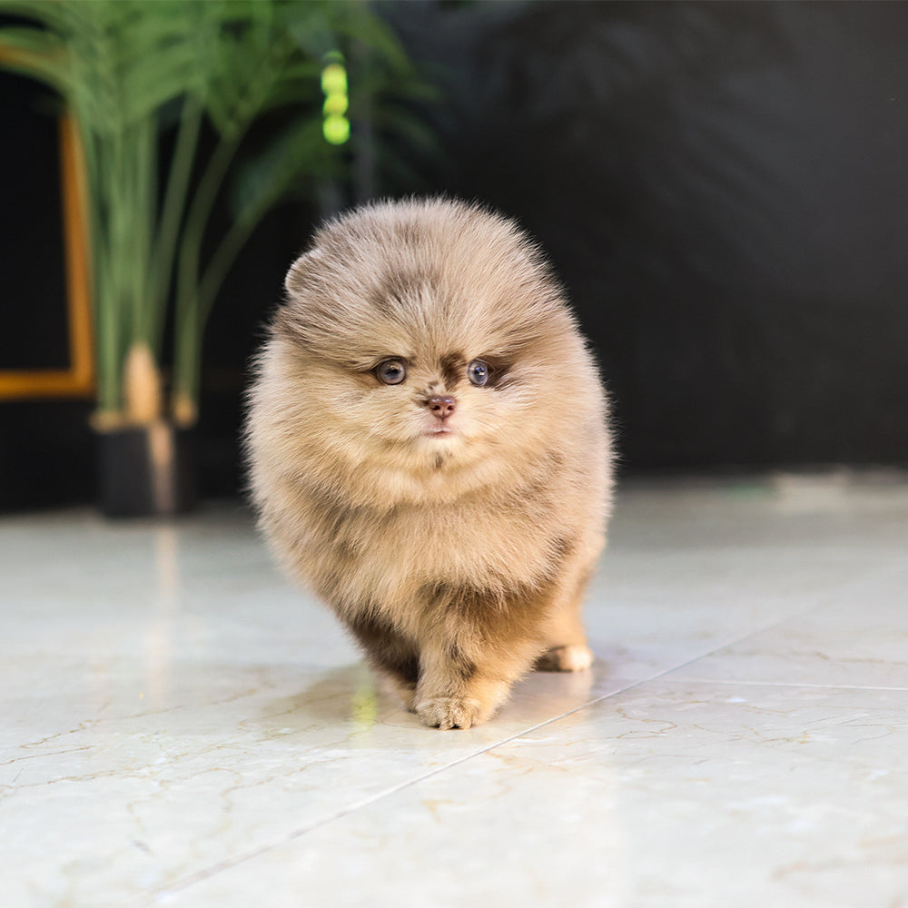 Pomeranian- Puki (Male) $5300