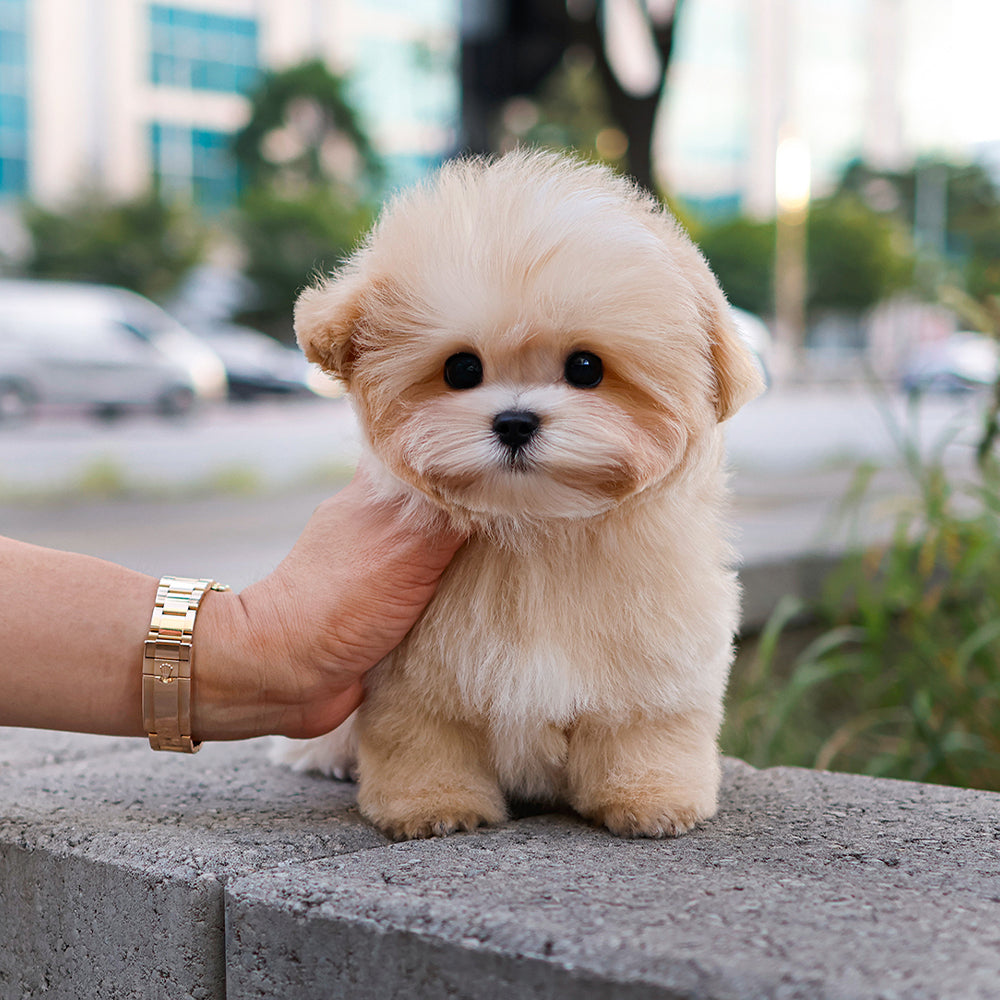 Maltipoo - MONGMU (Male)