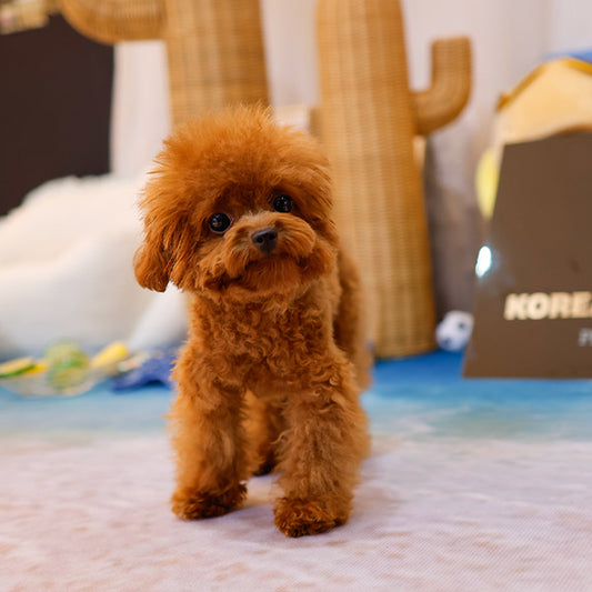 Poodle - Tooni (Male)