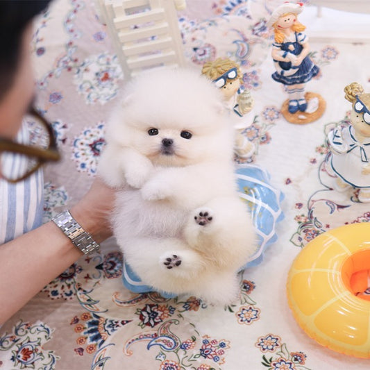 Pomeranian - Ppiyak (Female)