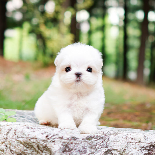 Maltese - Jjongtteok (Male)