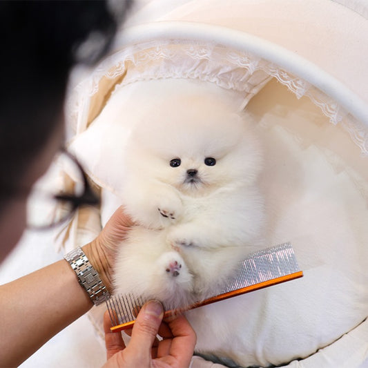 Pomeranian - Pujim (Male)
