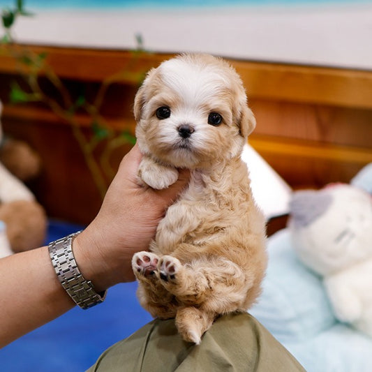 Maltipoo - Songi (Female)