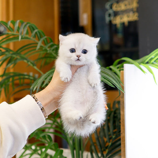 Munchkin - Syuting (Female)
