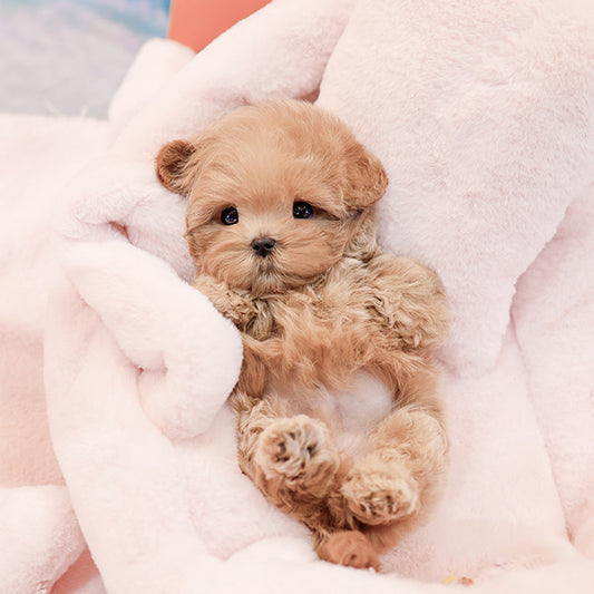 Maltipoo - Peter (Male)