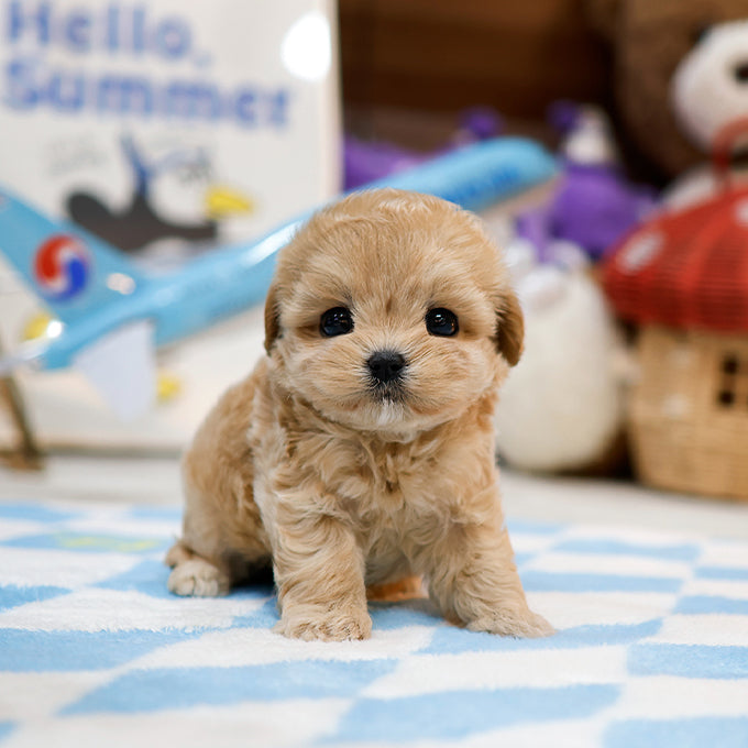 Maltipoo - Sunjji (Female)