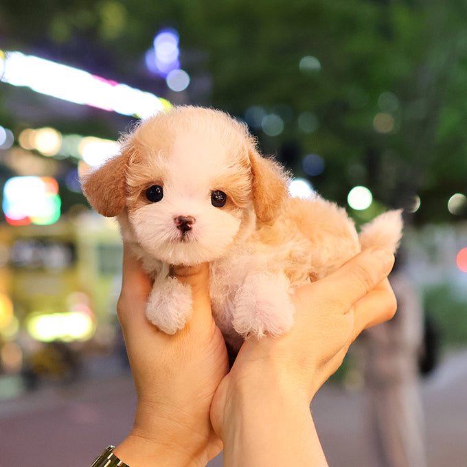 Poodle - Ojingeo (Male)