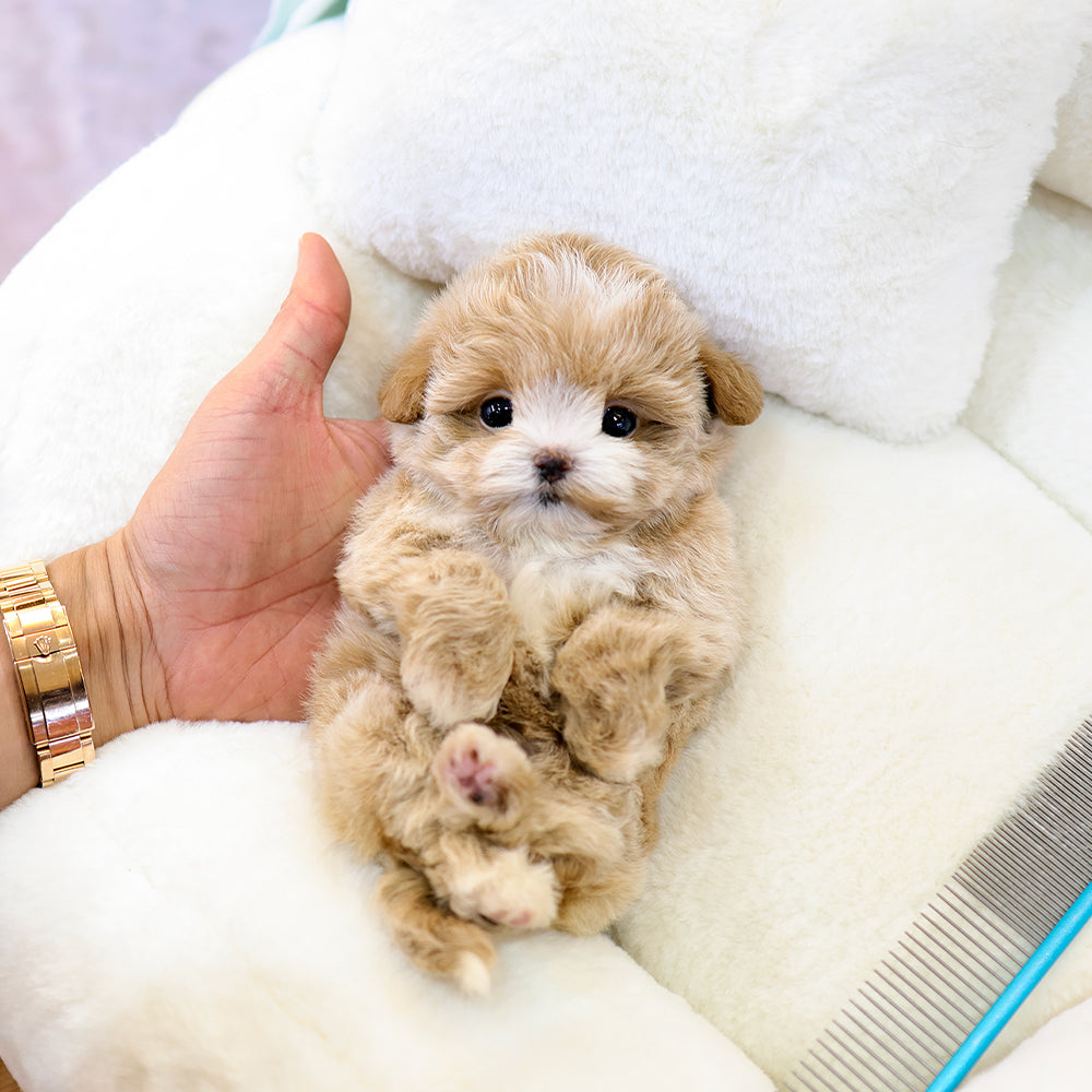 Maltipoo - Kirong (Female) $4200