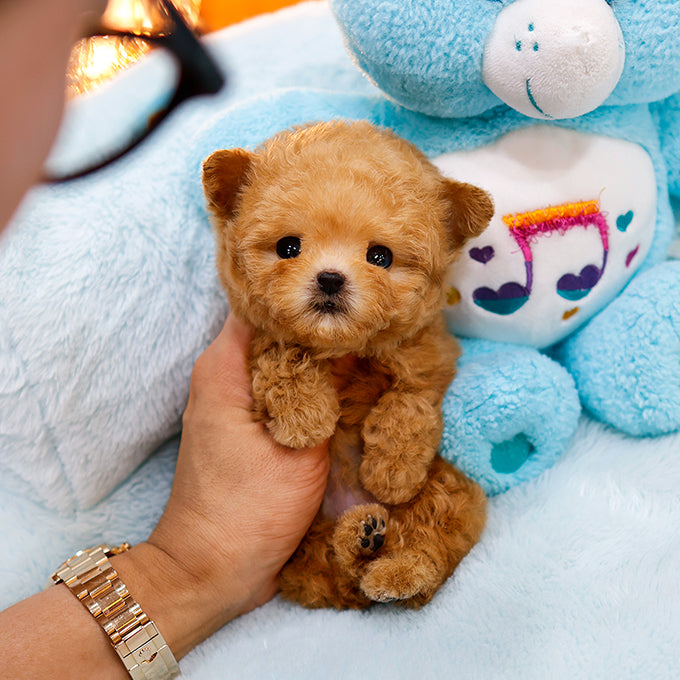 Poodle - Kongsun (Female)